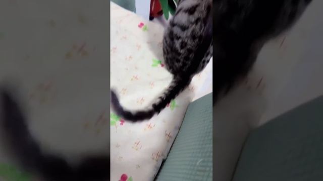 подборка смешных котиков