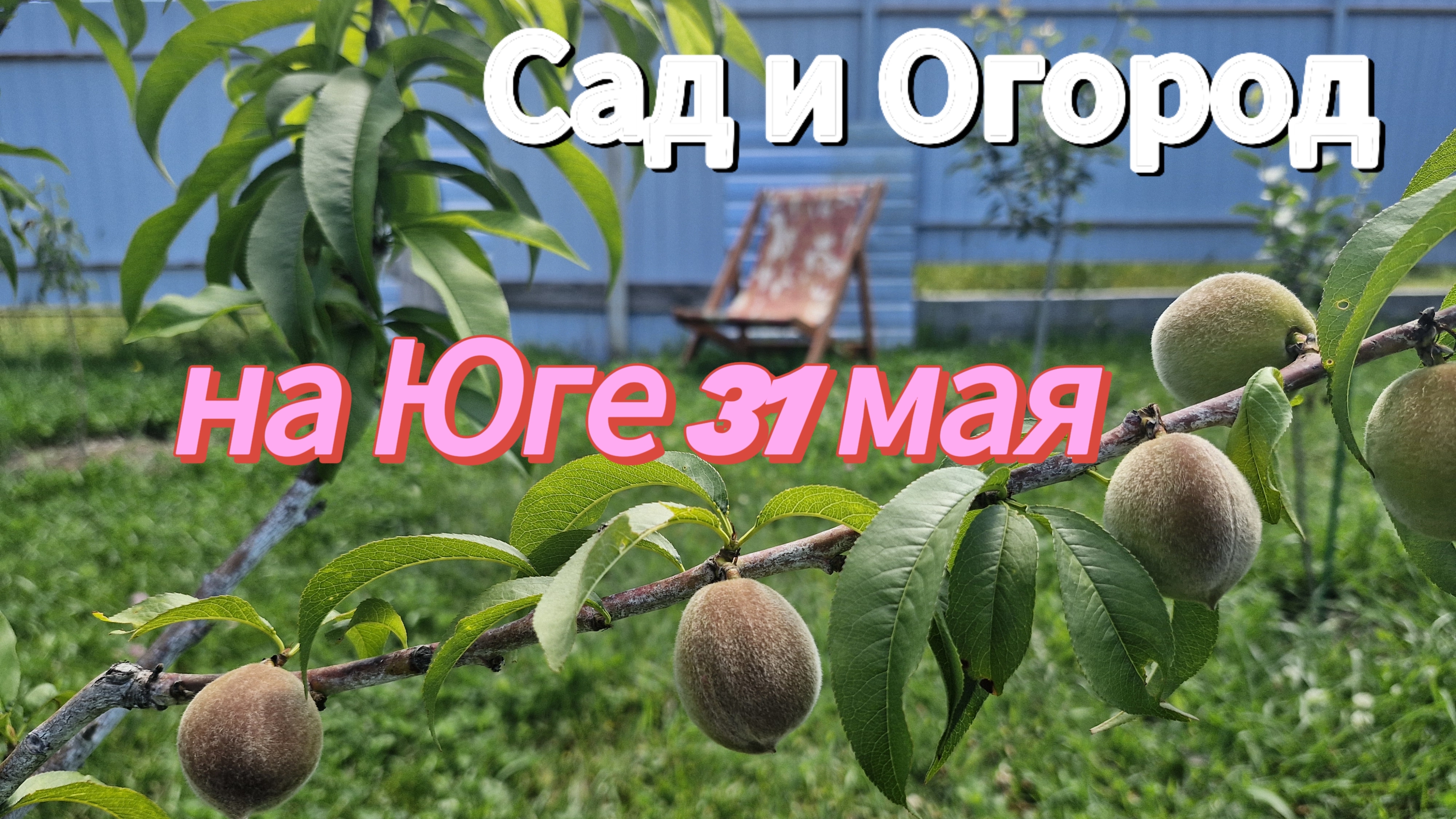 Сад и Огород на ЮГЕ в последний день весны. Станица НАТУХАЕВСКАЯ