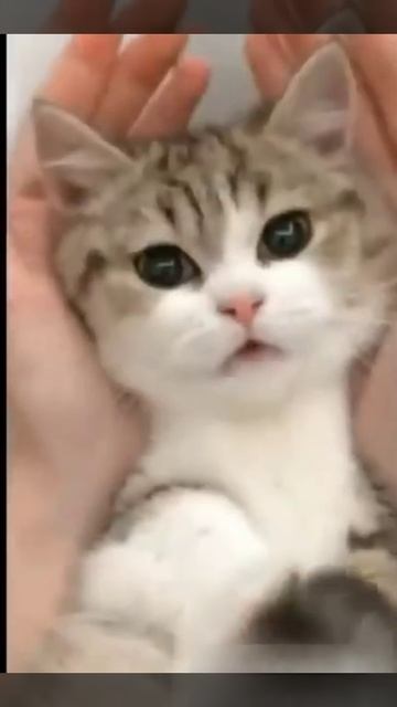 Няшный котик