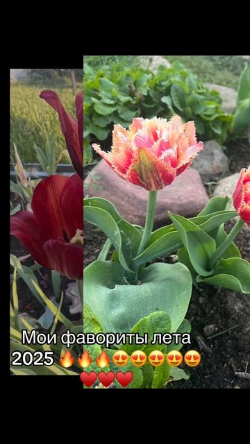 Цветы