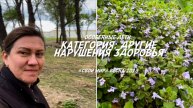 Особенные дети: категория «другие нарушения здоровья».