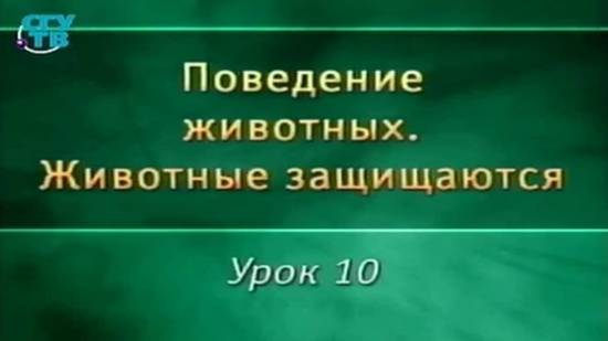 Животные защищаются. Урок 9. Разнообразие защитных приспособлений