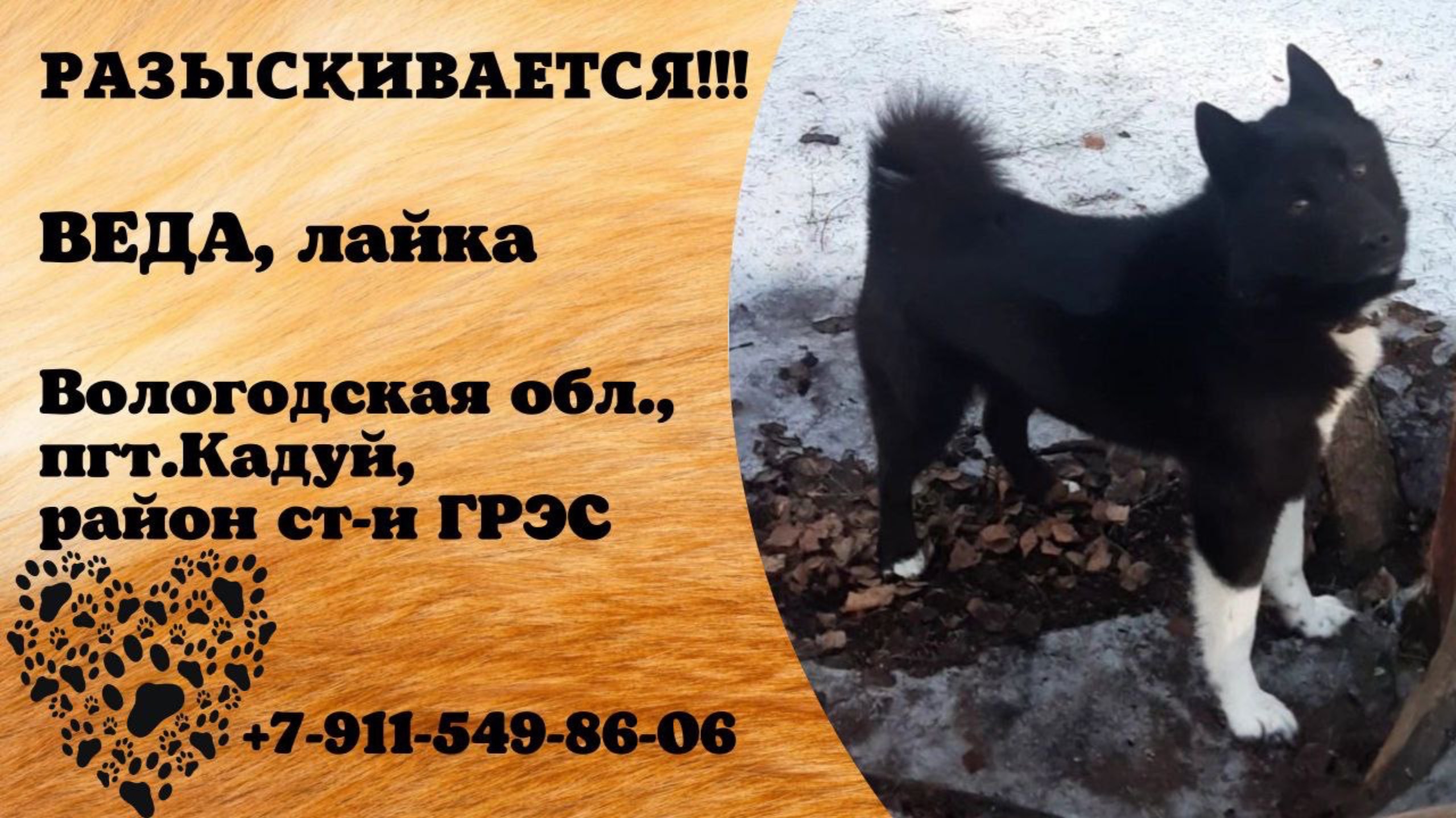 Пропала собака! ВЕДА, лайка. Вологодская обл., пгт.Кадуй.