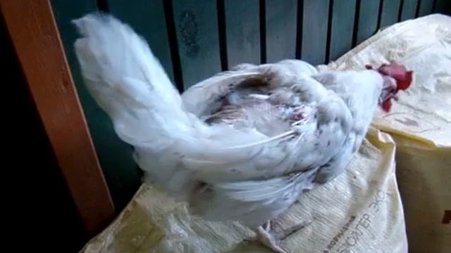 Куры Несушки Хайсекс и Ломан Браун. Курицу изгнали из курятника.