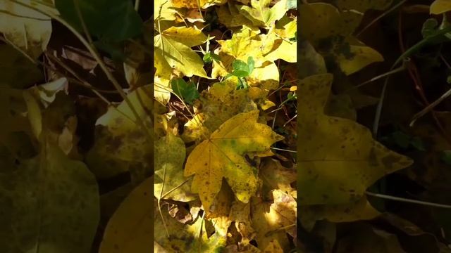 Стихотворение "Счастье"☄️ Автор и исполнитель Салманова Медни ☄️