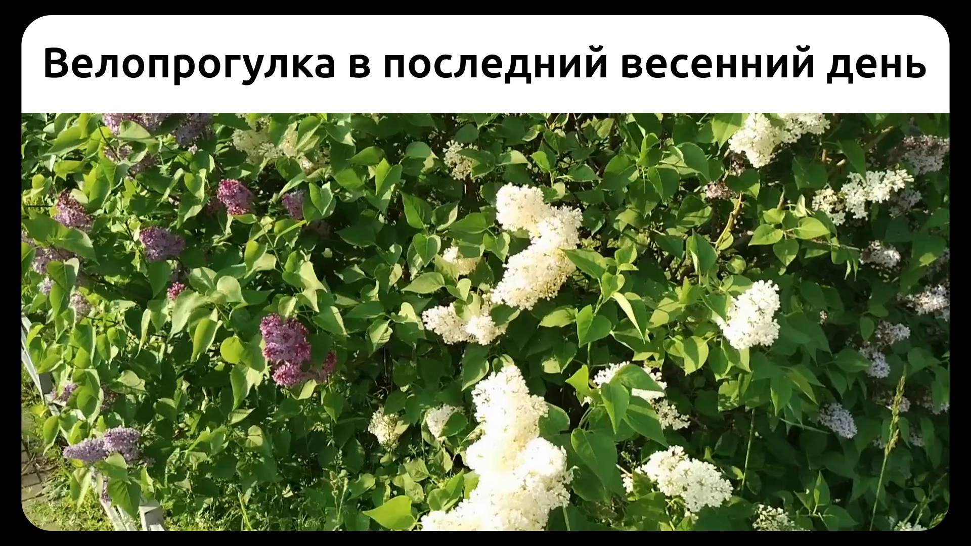 Велопрогулка в последний весенний день. 31 мая 2025.
