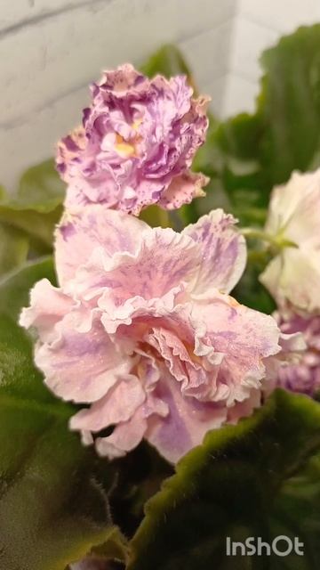 Сорт фиалки Айседора