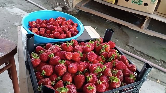 Динская.01.06.2025.