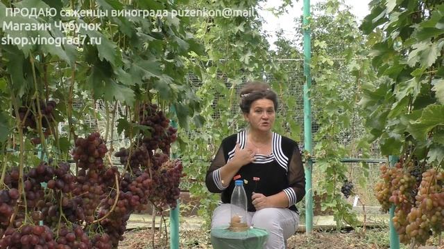 6. Плохое опыление винограда- климатические факторы и как их предупредить  лекция Пузенко Н Л.