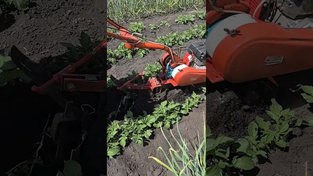 Окучивание картофеля мотоблоком