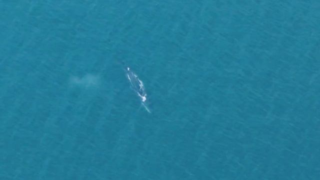 31 мая 2025 год. Кит в моей любимой акватории в Бухте Нагаева!🐋🐳💙🌊🤗#nastikae #sho