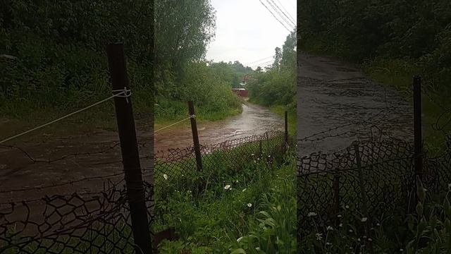 1 июня. дождь. мой участок