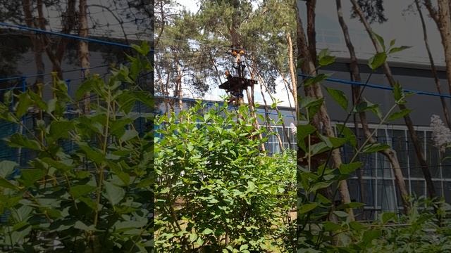 Платоновский фестиваль искусств-Воронеж 2025.