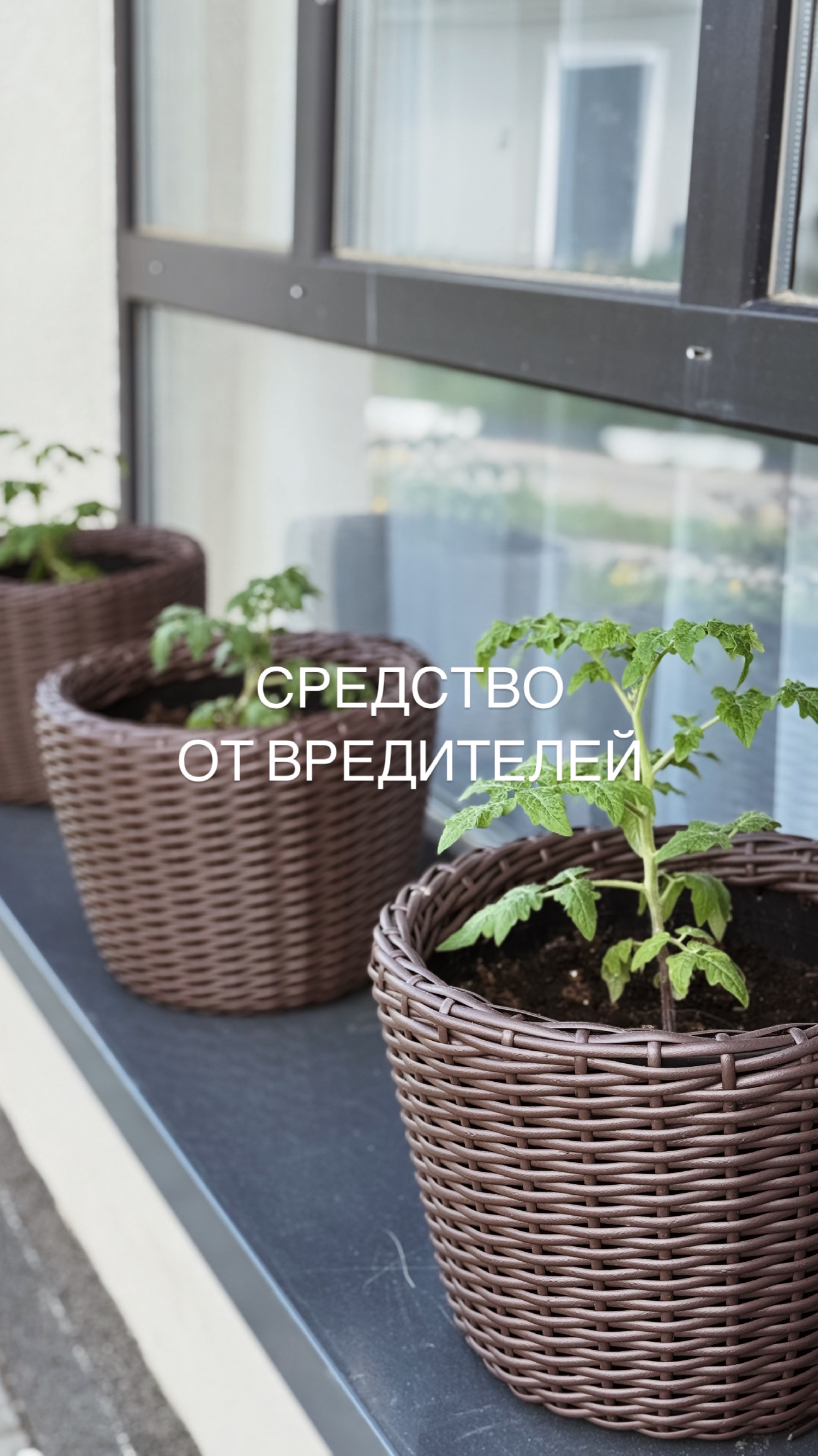 Спасаем огород от вредителей
