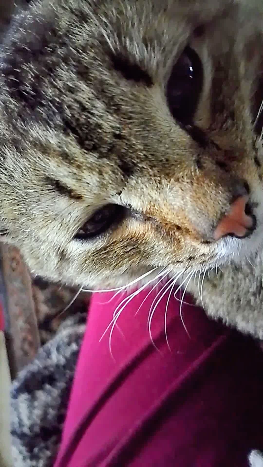Наш праздник! Неси закуски, бабка! 😁😻 Юмор с животными