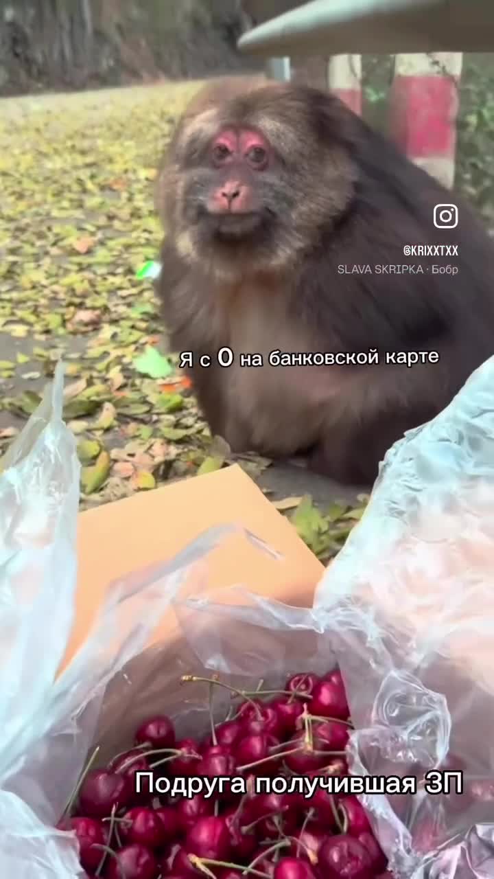 Обезьяна смущенно смотрит на коробку с черешней/ ест черешню/вишню 🍒