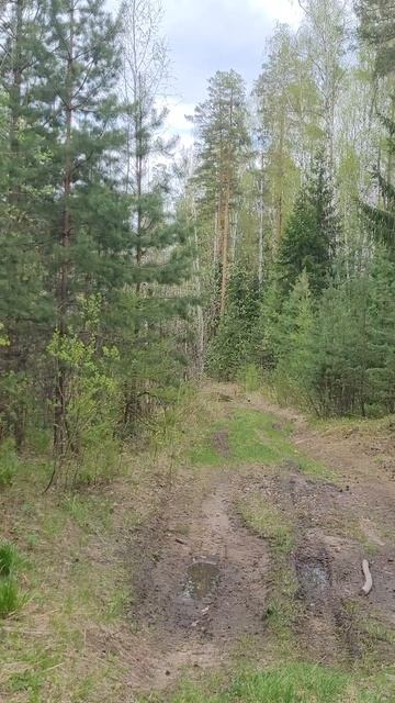 Весенний лес в середине Мая