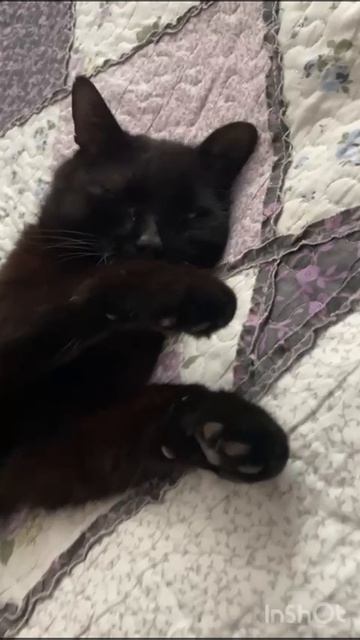 Котик на чиле🤣