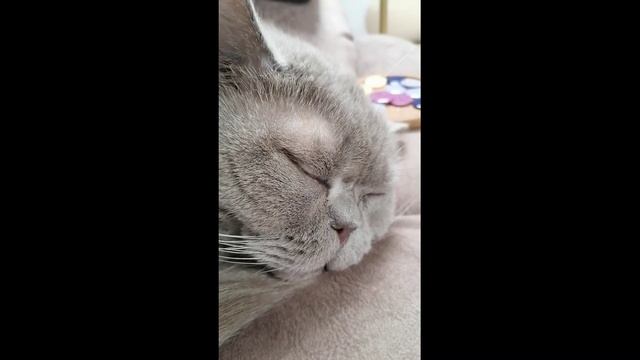Кот храпит