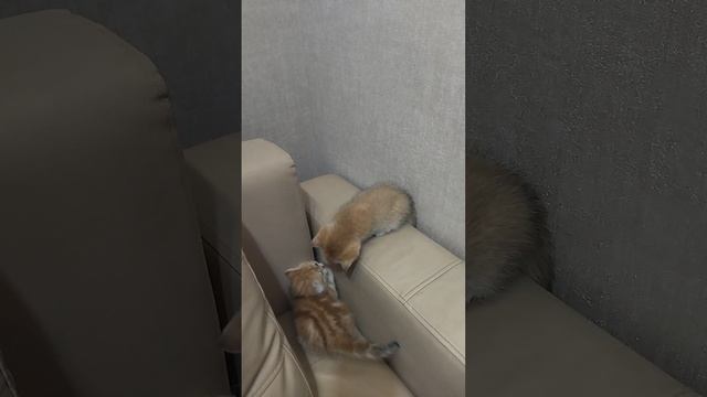 VID_20250531_183438