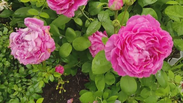 ЦВЕТЕНИЕ РОЗ, ЖАСМИНА, КЛЕМАТИСА в саду. ИЮНЬ. #розы #жасмин #цветение #сад #июнь #многолетники