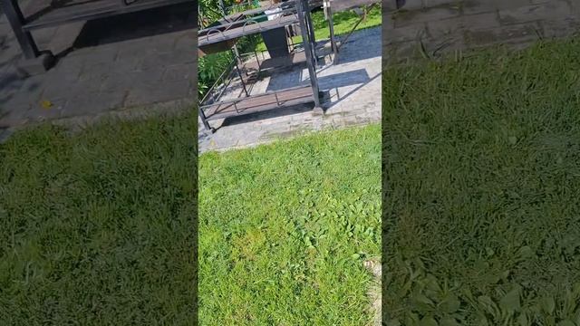 1000025183.mp4 (Собака наблюдает за стрижкой газона у дома А- фрейм)