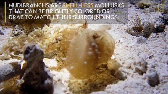 Nudibranch Snacks Along The Ocean Floor | Nat Geo Wild
