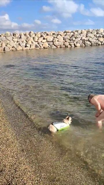 французский бульдог учиться плавать.