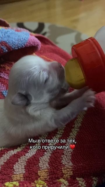 Мы в ответе за тех, кого приручили ❤️