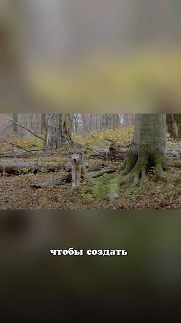 Почему собаки плед тащат в одно место и спят?