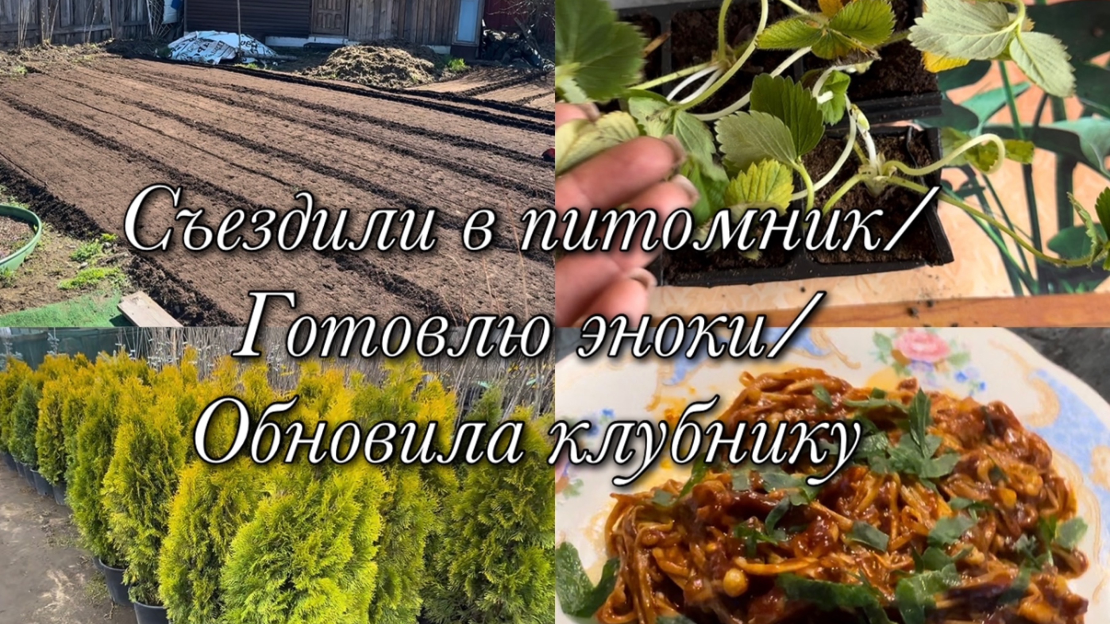 Съездили в питомник🌳Готовлю эноки🍄🟫Обновила клубнику🍓