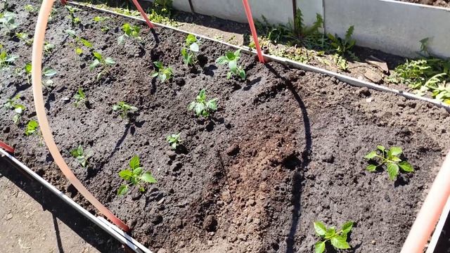 Высадила перцы  на улицу и петунии,,,