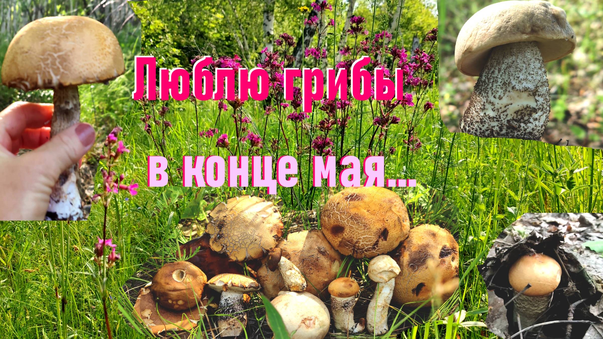 30 мая 2025 года, Саратов. Жара, в лесу сухо, а грибочки то есть!)))