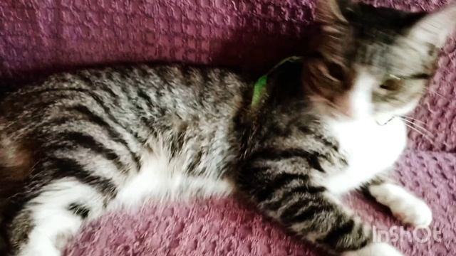 Дискотека👍🤗🐈😀
