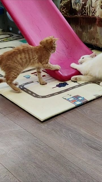 Беги, если можешь. #котята 4k