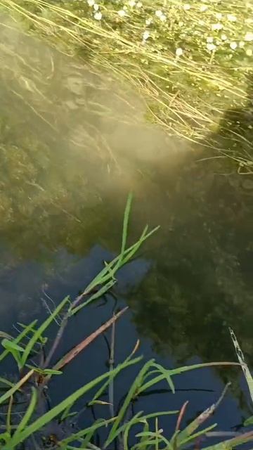 Зелёная речка