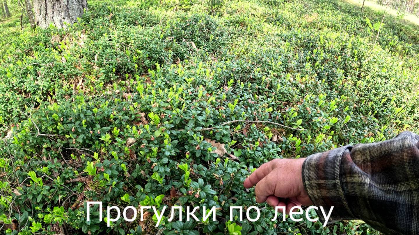 Прогулки по лесу. Будет ли в этом году у нас брусника?
