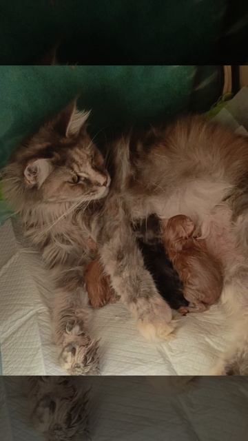 Первые минуты жизни🥰 #котятамейнкун