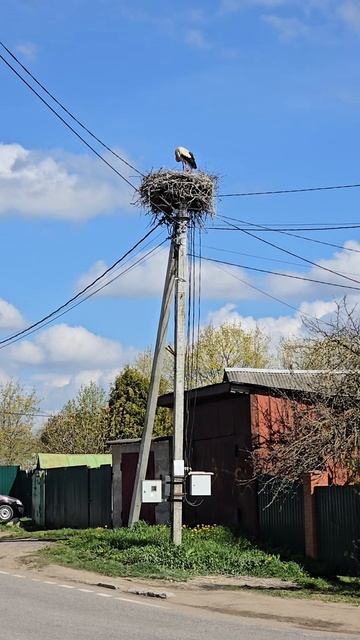 Аисты