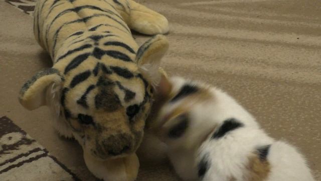 СХВАТКА КИСЫ АЛИСЫ С ТИГРОМ/КАК АЛИСА ИГРАЕТ С ПОЛИНОЙ/ВИДЕО ДЛЯ ДЕТЕЙ