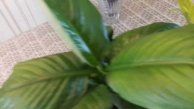 1000135137.mp4