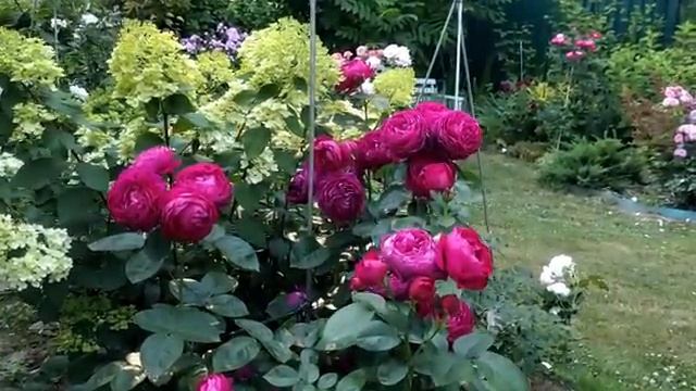 Чайно-гибридные и срезочные розы в моём саду Обзор 30 сортов