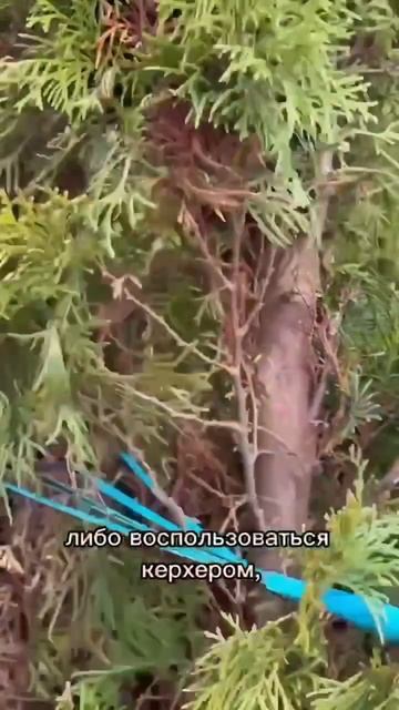 Как почистить хвойные деревья.