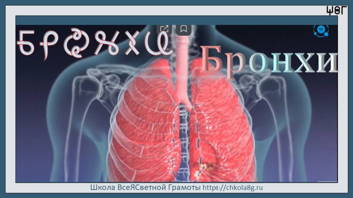 Бронхи. ВсеЯСветная Грамота