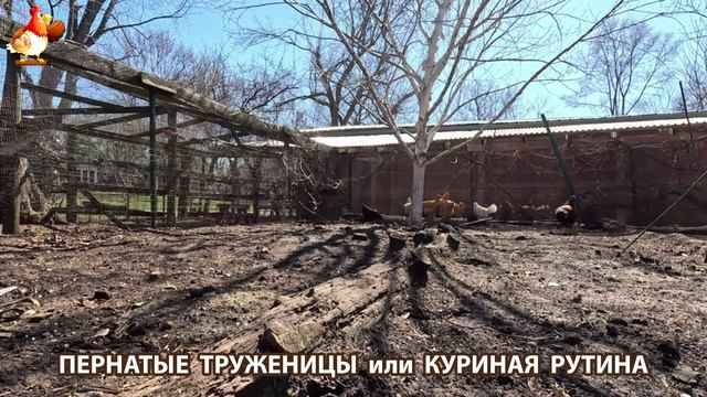 Куры несушки свободного выгула и их обычная куриная рутина – эпизод (386)