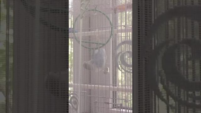 воздушный акробат Ричард