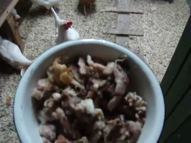 Куры Несушки Хайсекс и Ломан Браун любители мяса.