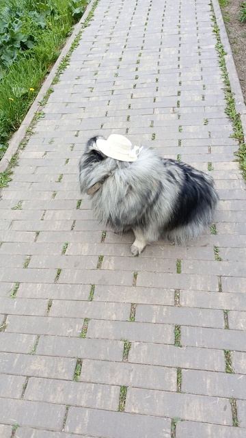 Кеесхонд моя собака в шляпке