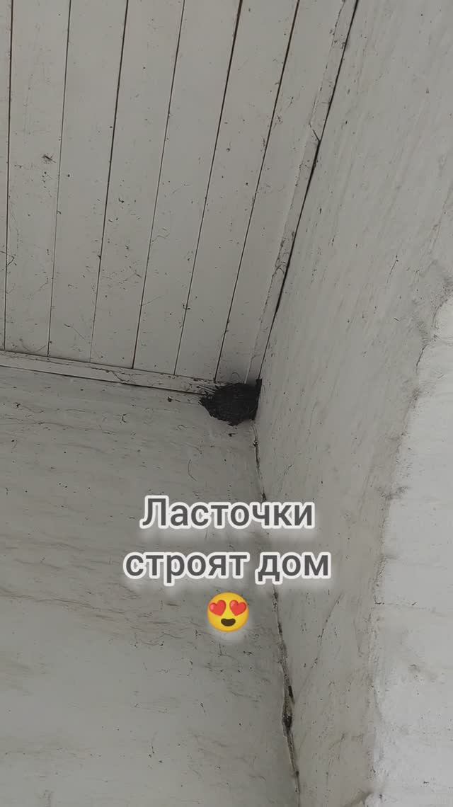 Ласточки вьют гнездо