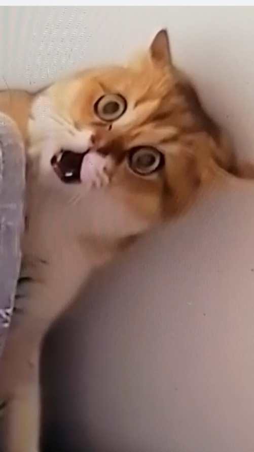 KITTEN
